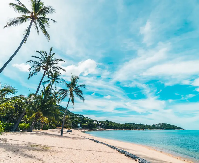 Coconut Palm Tree At Beach
